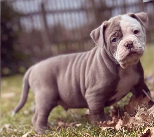 Old English Bulldoggen Welpen, aus jahrelanger Zucht Erfahrung Suchen ihr für immer zuhause.