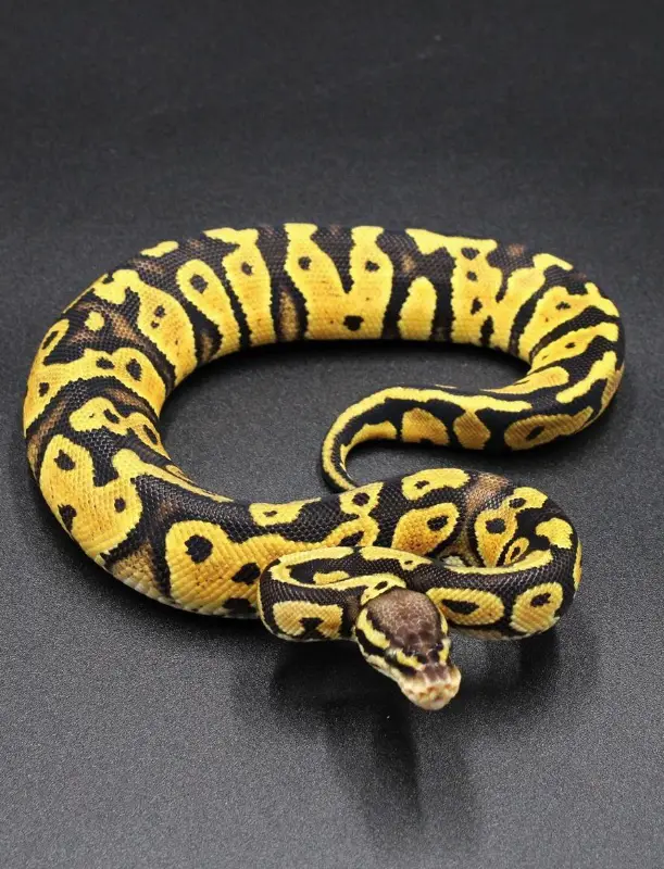 Königspython 0.1 Pastel, Neon, Yellow Belly, Het 100% Clown