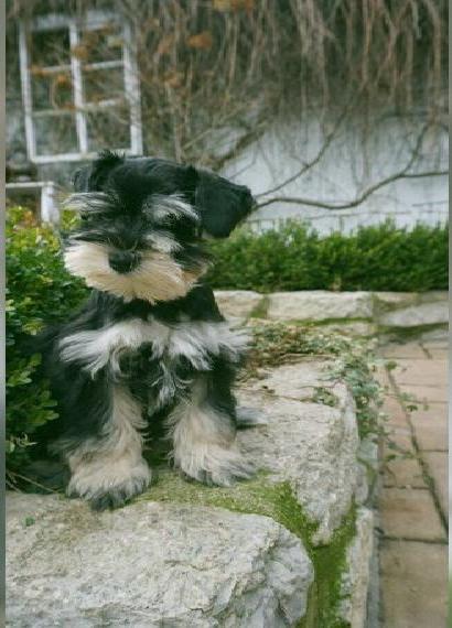 Wunderschöne American Miniature Schnauzer Hündin 16 Wochen alt