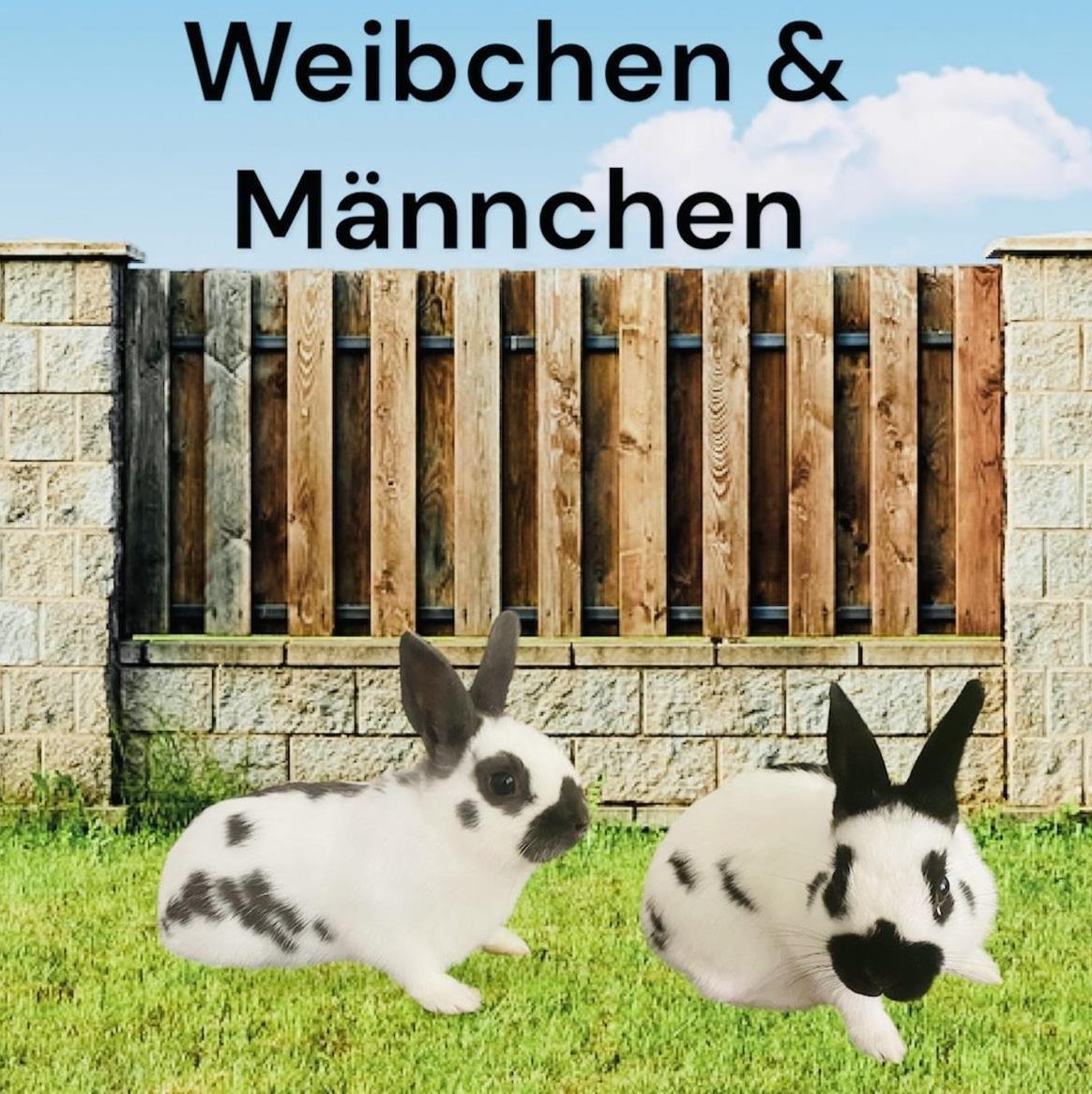 Farbenzwerge Zwergkaninchen, Weibchen & Männchen
