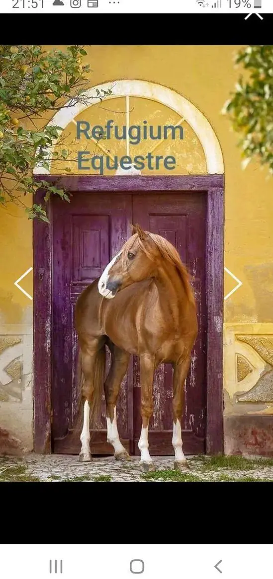 Praktikum auf Pferdebetrieb - Refugium Equestre