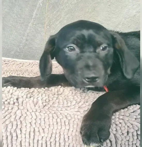 Magyar Vizsla Welpen und Vizsla-Border-Welpen