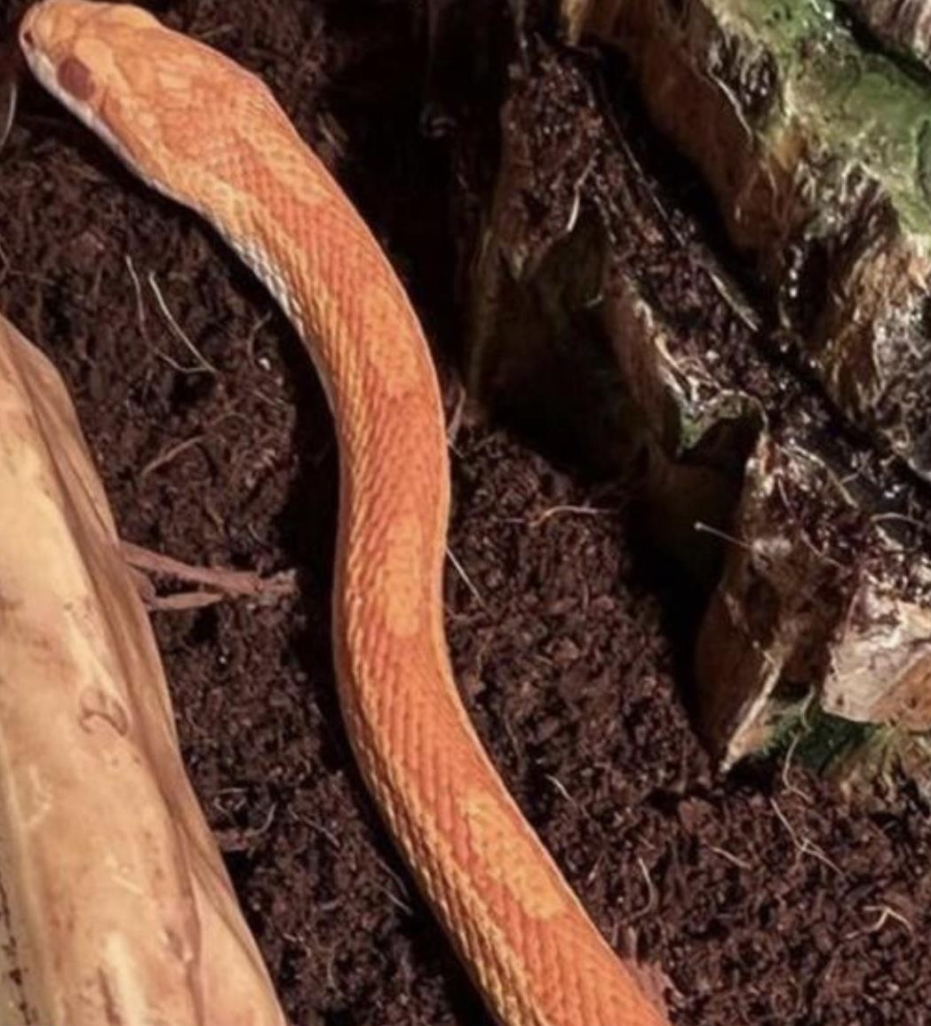 Kornnatter Männchen Amel Motley het. Hypo, caramel, bloodred