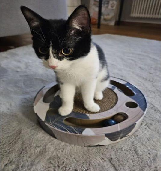 Katzendame sucht Kater