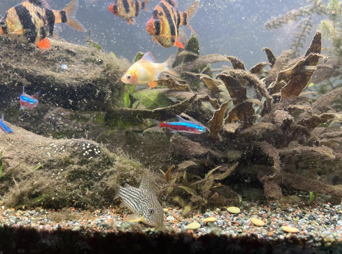 Panzerwelse und andere Fische gratis abzugeben