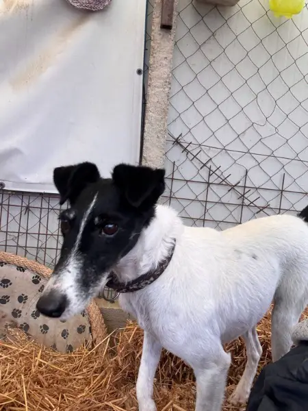 Penelope, ca. 7 Jahre, z.zt. auf PS in 45481 Mühlheim