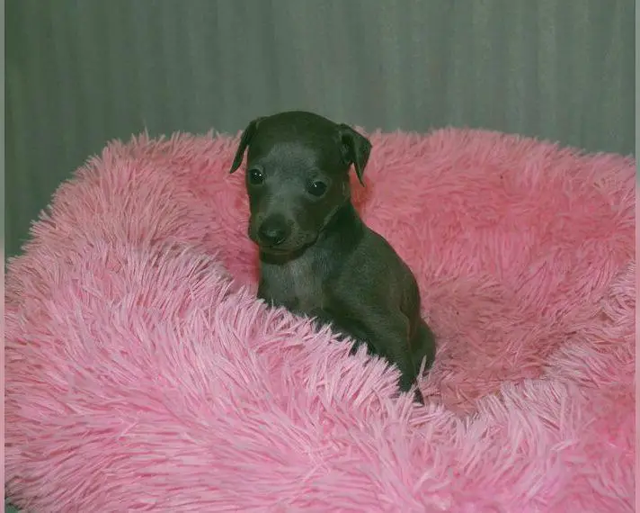 Italienisches Windspiel - eine bildschöne graue Hündin sucht noch ein tolles Zuhause