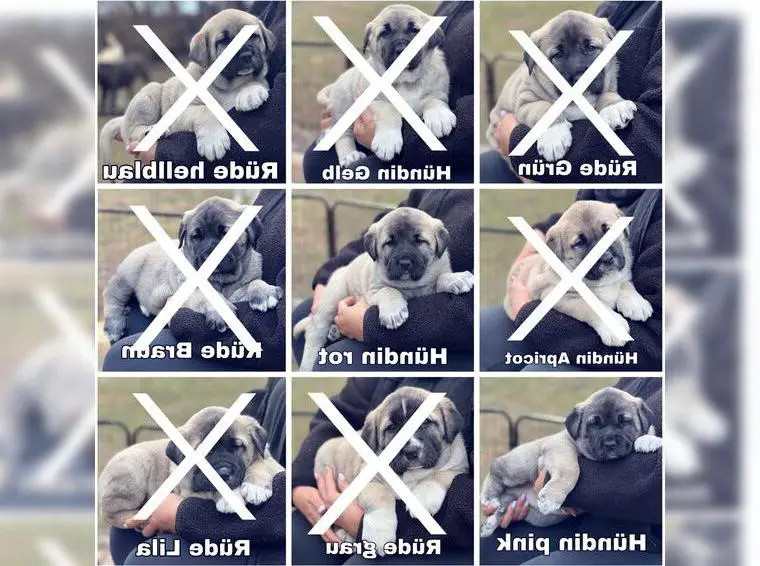 Kangal-Welpen suchen liebevolles zu Hause