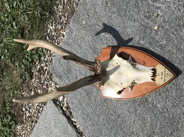 Rehgeweih auf Holzschild