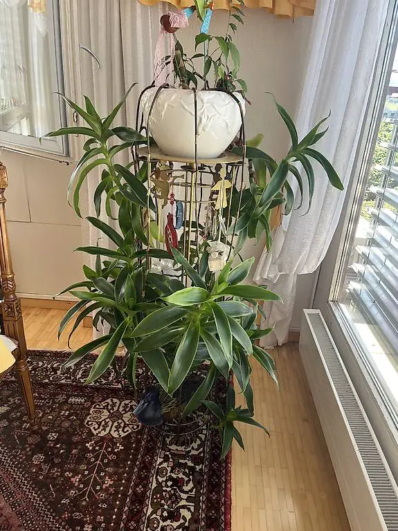 Zimmerpflanze Goldbahrt