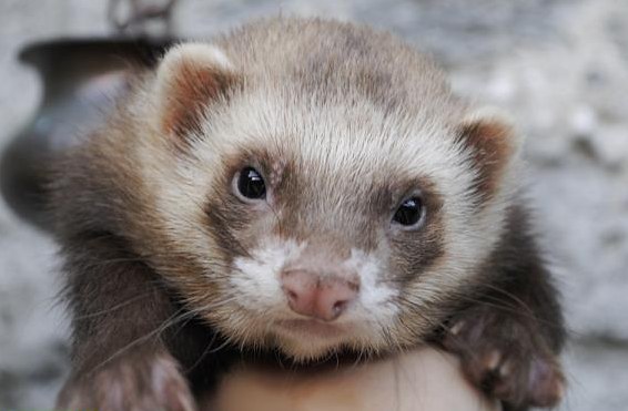 Junge Frettchen abzugeben