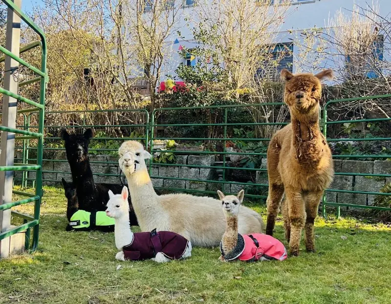 Flexible Alpaka Hirt*in gesucht für Alpaka Herde