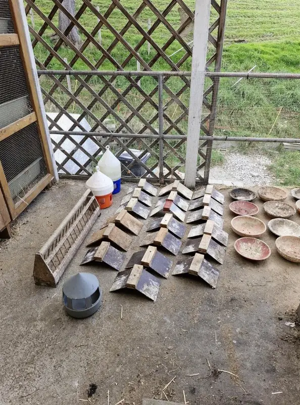 Tauben Zubehör zu verkaufen