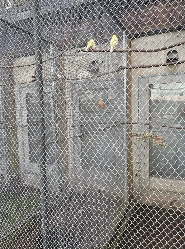 Kanarienvögel aus Zucht zu verkaufen