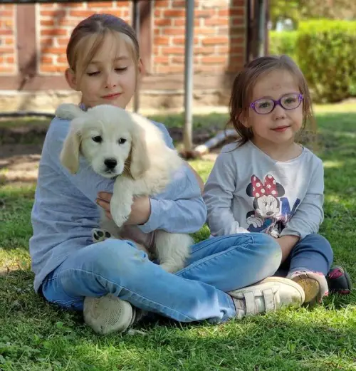Golden Retriever Welpen zur Annahme
