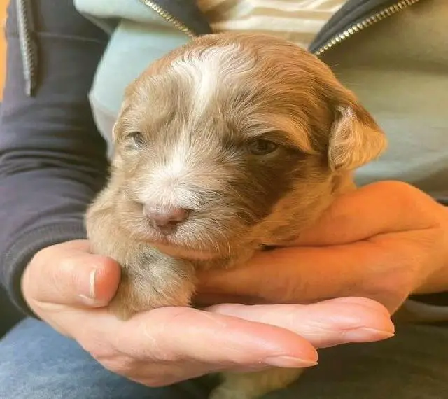 Aussiedoodle Welpen mini / medium F1