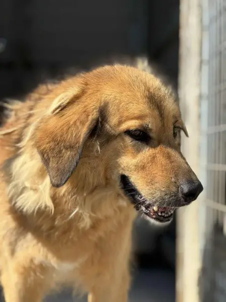 Malia, Mischlingshündin, ca. 9,3 Jahre, z.zt. in Griechenland