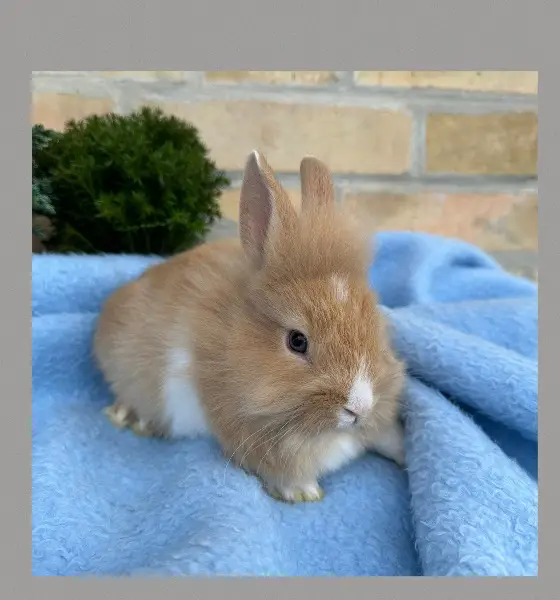 Junge Löwenkopf Zwergkaninchen