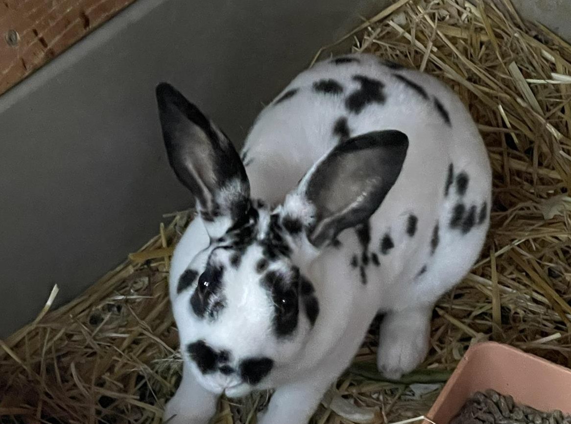 Klein-Rex Dalmatiner Böcke zu verkaufen