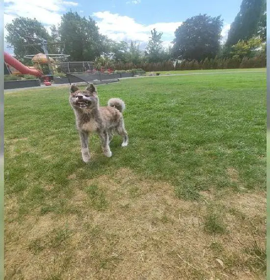 Akita Inu (abgabebereit)