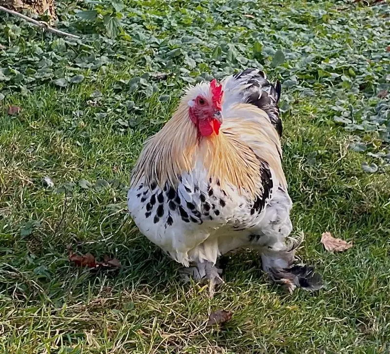 Wunderschöne Cochin Hähne suchen ihre eigene Hühnerschar