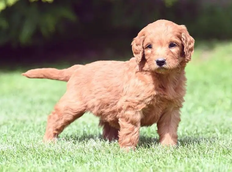 Doodle - Welpen - Labradoodle - apricot und schokobraun