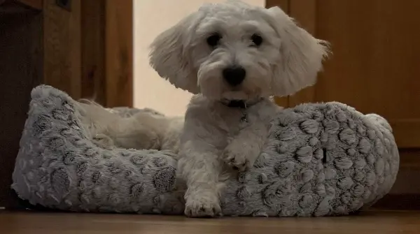 Bichon Frisé abzugeben (von privat)