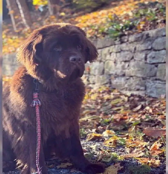 Neufundländer C - Wurf Wurfankündigung