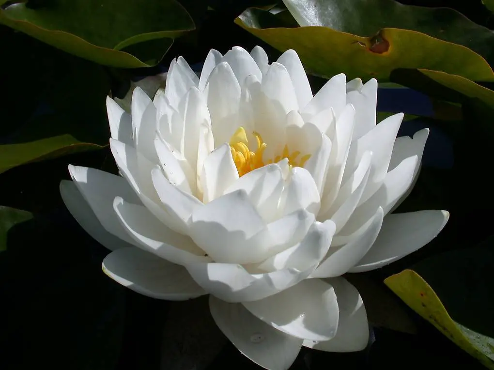 Seerose Teichpflanze Nymphaea "Gonnère"