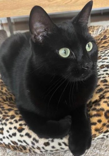 Kater Pipo 2j. sucht ruhiges Zuhause in Wohnungshaltung