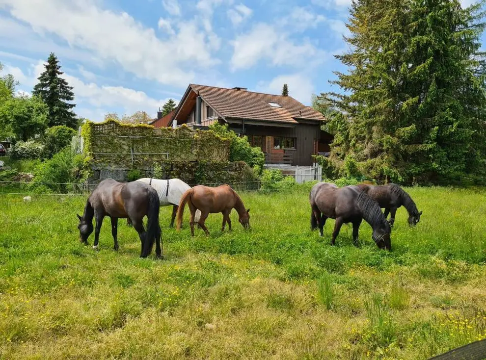 Offenstallplatz frei für barhufigen Wallach im ZH-Oberland