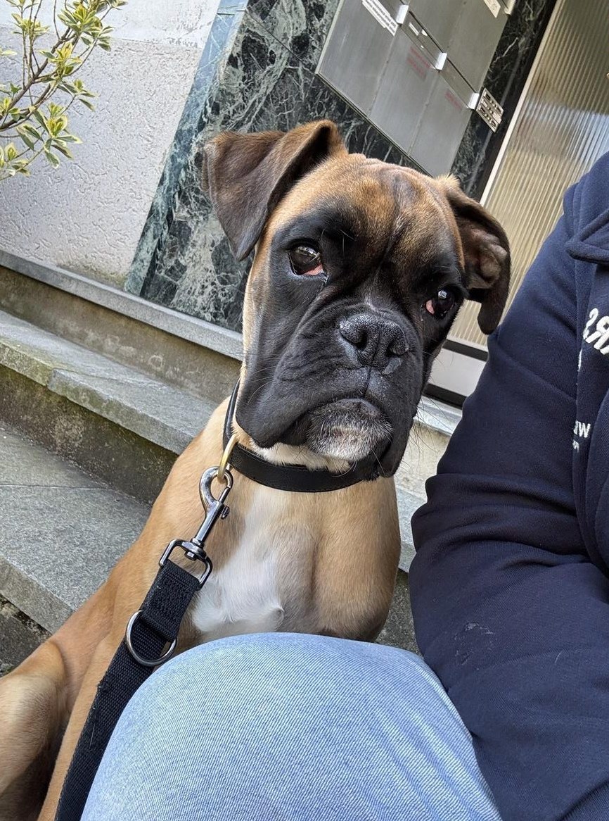 Boxer Hund, 7 Monate alt sucht ein Zuhause
