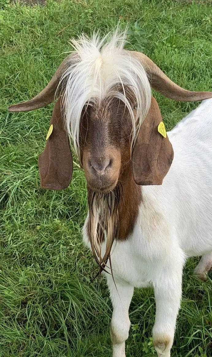 Burenziegen Böcke suchen ein Zuhause