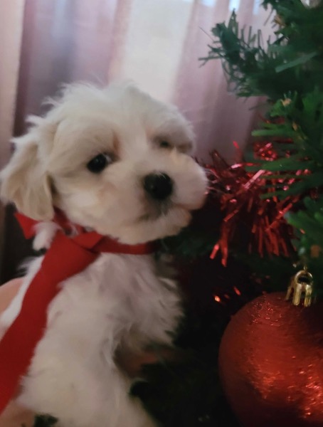 Zuckersüsse Malteser Welpen