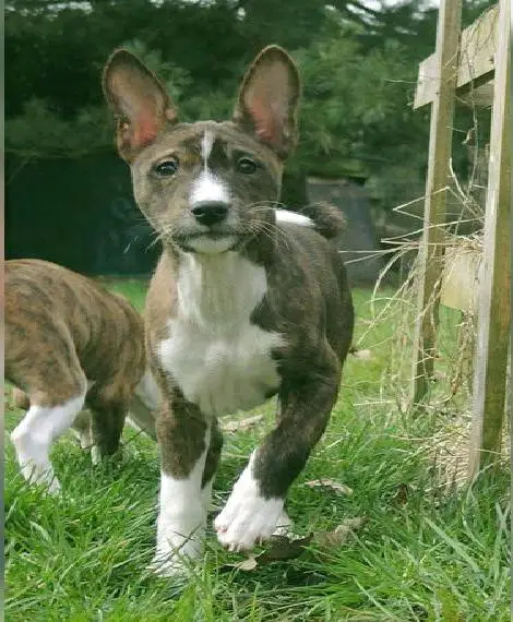 Basenji Welpen mit FCI Papieren