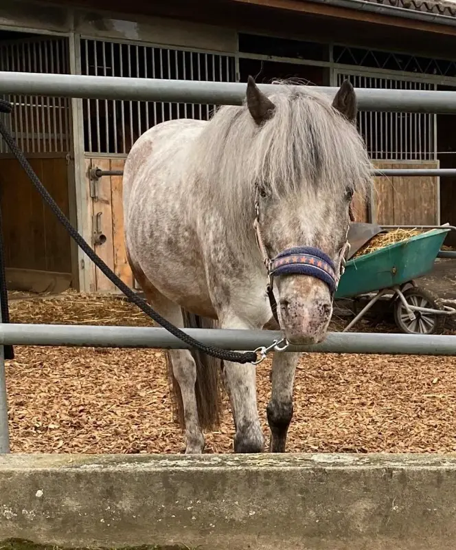 Shetty Welsh Mix Pony Stute