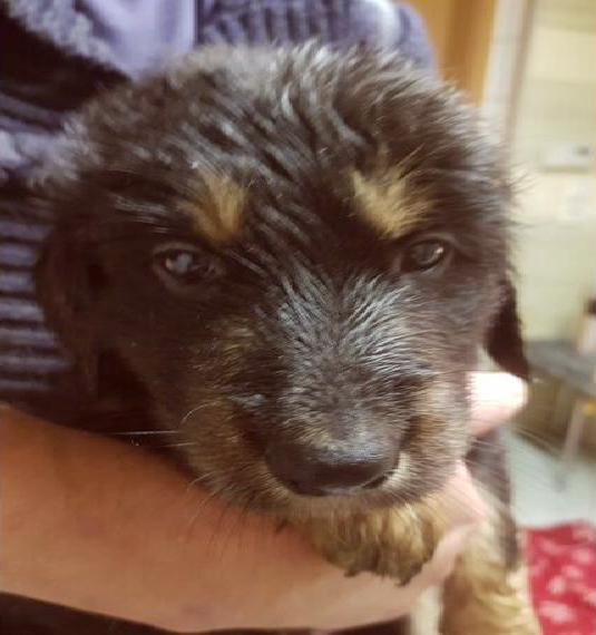 HOVAWARTWELPEN aus kleiner Hobbyzucht