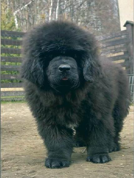 Neufundlander - Welpen mit FCI Ahnentafel