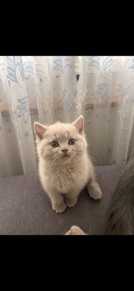 Bkh Männchen in der (Farbe Lilac)