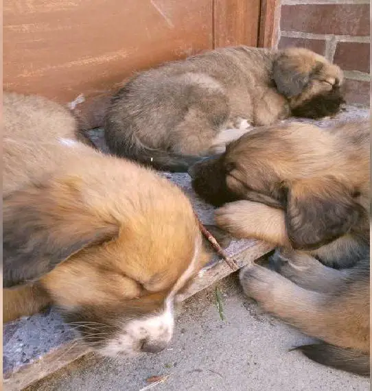 Germanische Bärenhunde