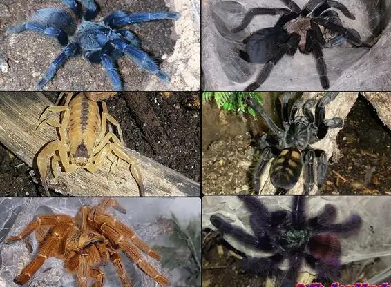 Vogelspinnen in Fraubrunnen