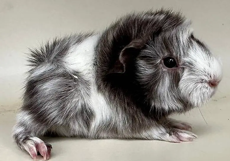 Junge, hübsche Peruaner und Alpaka Meerschweinchen