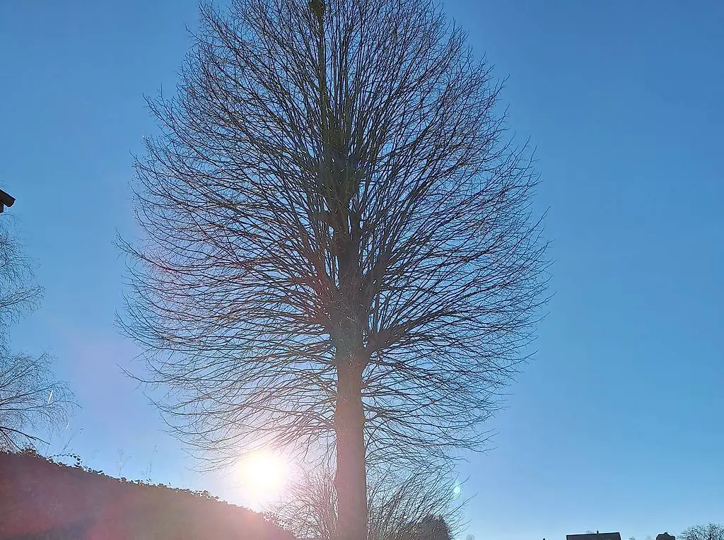 Brennholz Buche Sauber Ofen Trocken