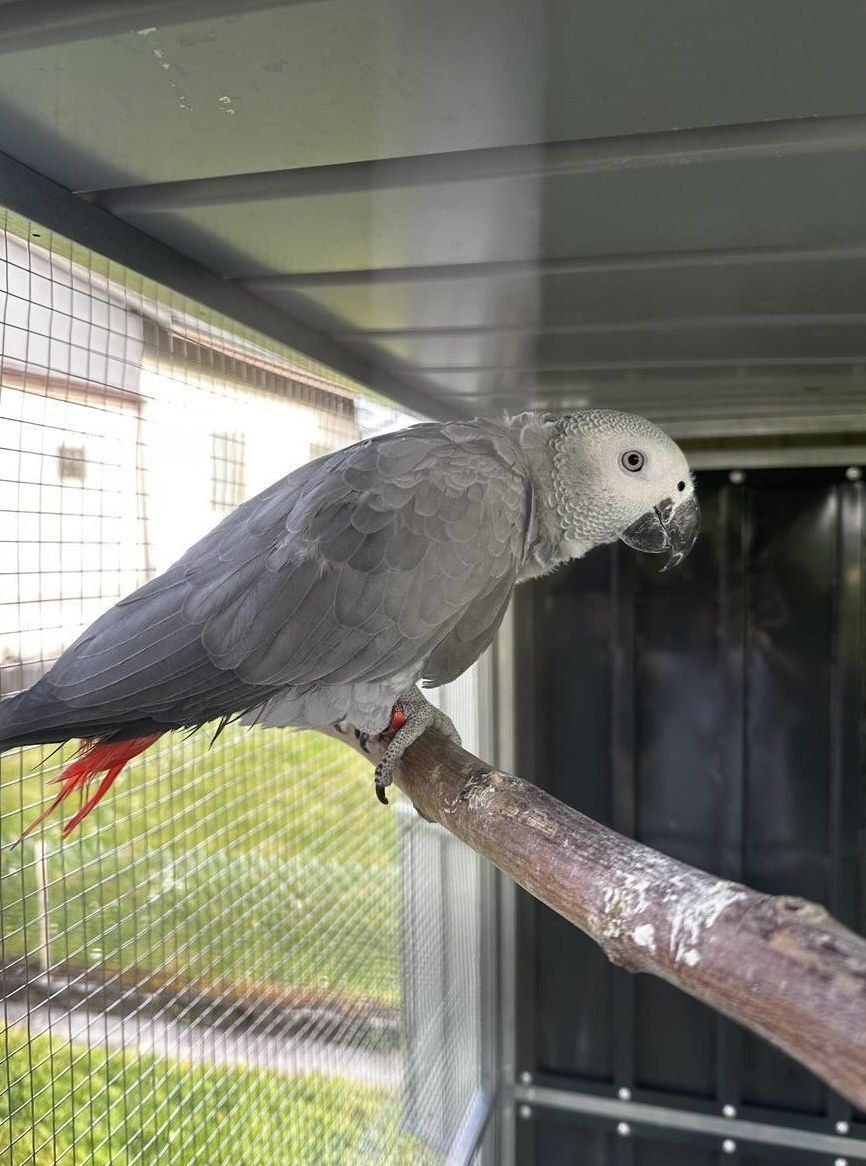 Graupapagei Weibchen, 11 Monate alt