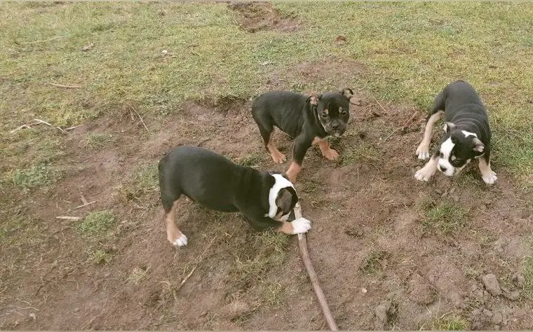 Old English Bulldog Welpen