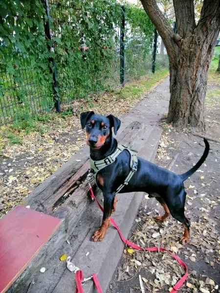 Pinscher Nero sucht dringend ein neues zu Hause
