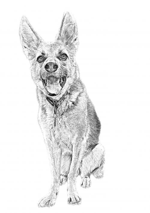 Rahels Hundebetreuung