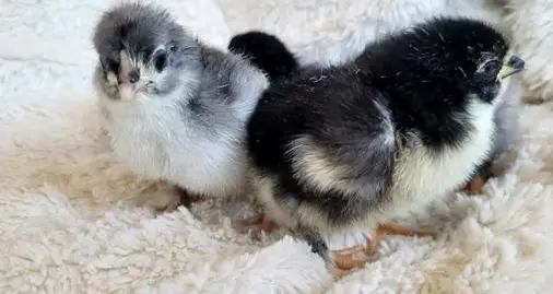 Marans Küken blau/schwarz Kupfer