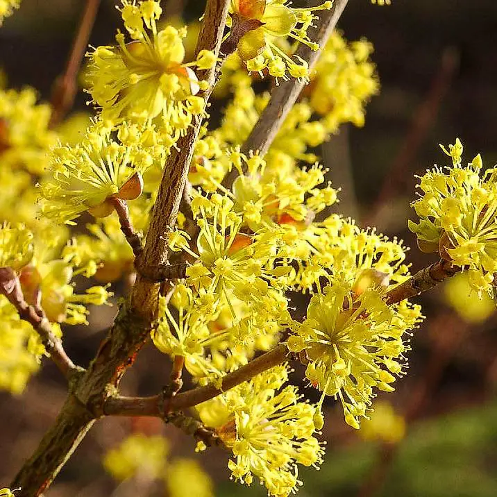 Kornelkirsche. Einheimisch