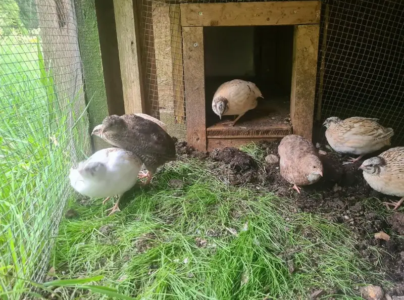 Celadon Legewachtel und normale Wachteln